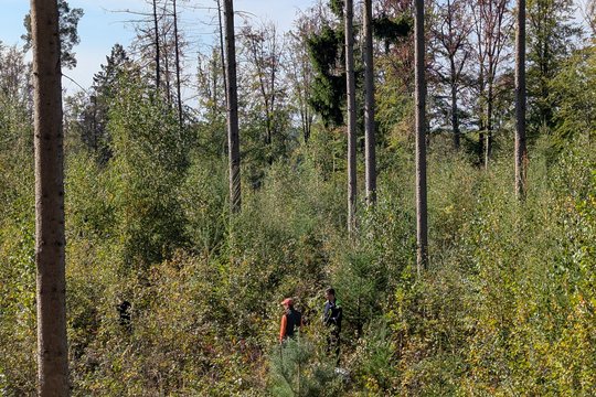 Mitarbeitende von terranets&nbsp;bw beim Bergwaldprojekt