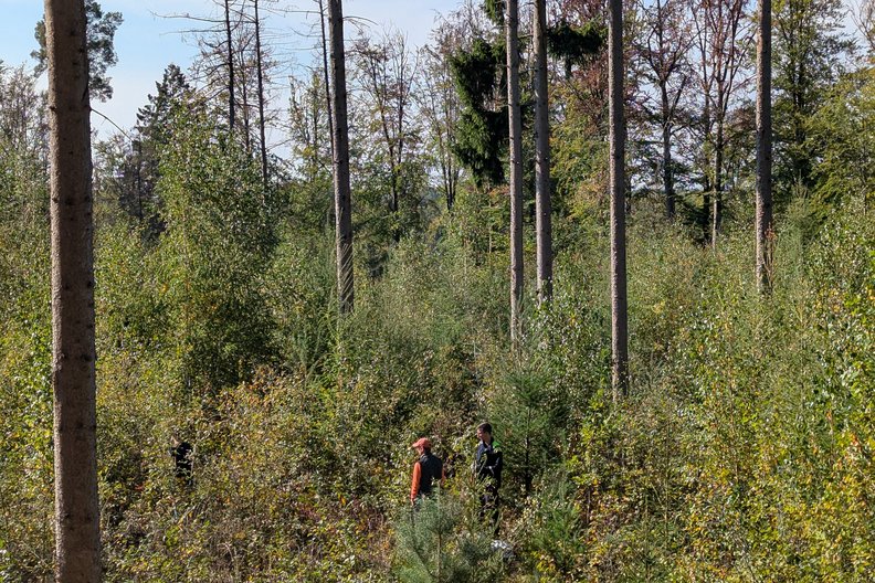 Mitarbeitende von terranets&nbsp;bw beim Bergwaldprojekt
