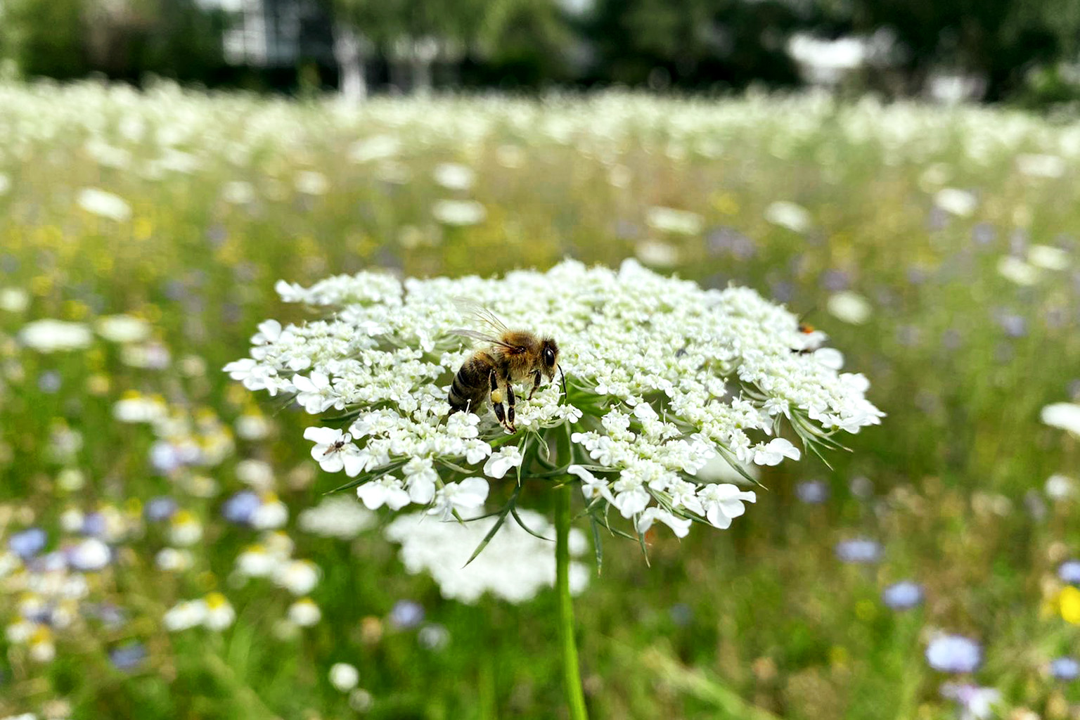 Blume im Feld